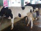 ২৪১নং উন্নত জাতের ৩টি বকনা ।