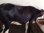 ২৪৩ নং বকনা বিক্রয় হবে ভালো জাতের ।