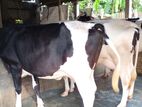 ২৪৪নং ভালো জাতের ৩টি গাভী ।
