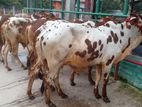 ২৪৫ নং ৬টি ষাঁড় বাছুর কিনুন অল্প দামে।