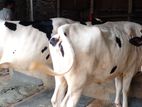 ২৪৮নং ২টি উন্নত জাতের গাভী বিক্রয় হবে।