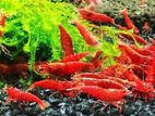 একুরিয়ামের লাল চিংড়ি। Aquarium (Red fire) Shrimp.