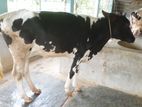 ২৬১নং বকনা বিক্রয় হবে ভালো জাতের ।
