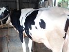 ২৬৪নং উন্নত জাতের গাভী কিনুন ।