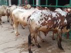 ২৬৮ নং ৭টি এড়ে ষাঁড় বাছুর ।