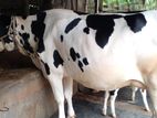 ২৬৯নং উন্নত জাতের গাভী ।