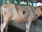 ২৭৮নং বকনা বিক্রয় হবে।