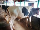 ২৭৯নং ৩টি বকনা বিক্রয় হবে উন্নত জাতের।