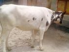 ২৮৭ নং রেডি বকনা ।