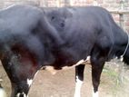 ২৮৮নং বকনা পোষার জন্য নিঃসন্ধেহে ভালো হবে ।