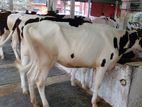 ২৯০নং ৬টি বকনা বিক্রয় হবে অল্প দামে।