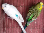 Budgerigar Bird