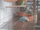 2jora Love bird