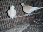 2pair runing dove