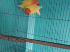 2pair Running Love Bird Sell Hobe