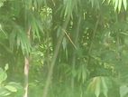২প্রকার বাস ১ বাকাল ২ বউরা