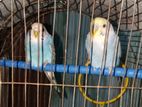 ২টা বাজরিগার (budgie) পাখি + খাঁচা বিক্রয় হবে 🐦