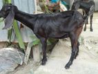 ২টা ছাগল বিক্রয় করা হবে