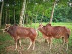 ১টি দেশী গরু বিক্রি করা হবে