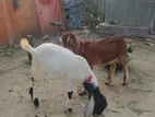 ২টি মেয়ে ছাগল বিক্রি হবে