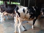 ২টি উন্নত জাতের গাভী বিক্রয় হবে ।(২২৫নং)