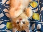 3-4 months old Persian cat