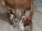 ৩ বাচ্চা সহ ছাগল