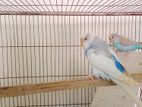 3 Budgerigar