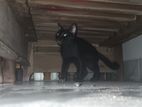 Cat For Adoption