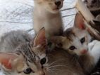 3 cats for urgent adoption