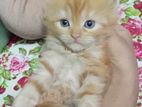 3 Coat long hair GInger color Male persian cat