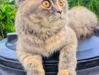 3 cord Female Persian Cat