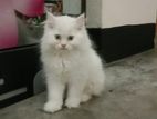 3 Cot Parsian Blue Eye Cute Cat