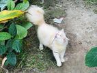 3 cott persian male cat