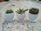 3 different cactus with pot and soil