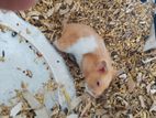 3 HAMSTER