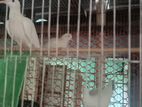 ৩ জোড়া অস্ট্রেলিয়ান ঘুঘু বিক্রয় হবে