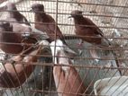 ৩ জোড়া কোক্খা কবুতর