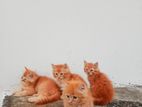 3 kot er 1.5 months Persian cat