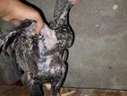 ৩ মাস চলতেছে বেঙ্গাম জোড়া