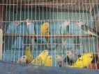 Budgerigar For Sell