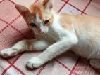 3 Month Age Cat Adaption in Motijheel