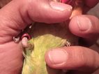 3 month old Love Bird full tame