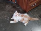 3 month pure persian male cat