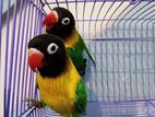 3 month yellow collared lovebird pair