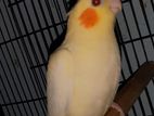 3 Months Age Cockatiel