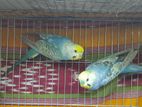 3 Pair Budgerigar with case.