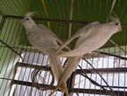 3 pair cockatiel