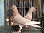3 Pair Kobutor