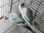 3 pair running bird for sale